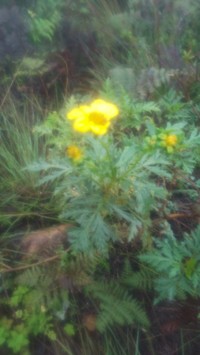 Bidens kilimandscharica