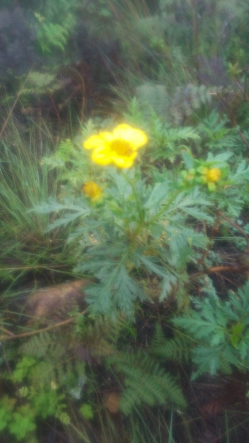 Bidens kilimandscharica