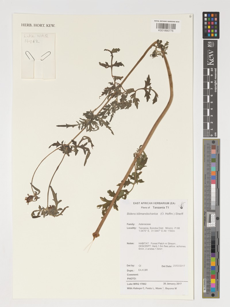 Bidens kilimandscharica photo 4