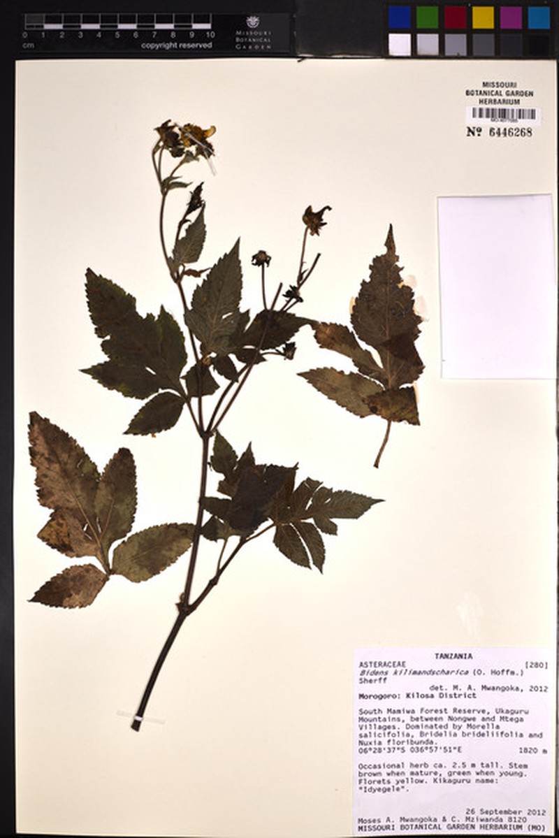 Bidens kilimandscharica photo 5