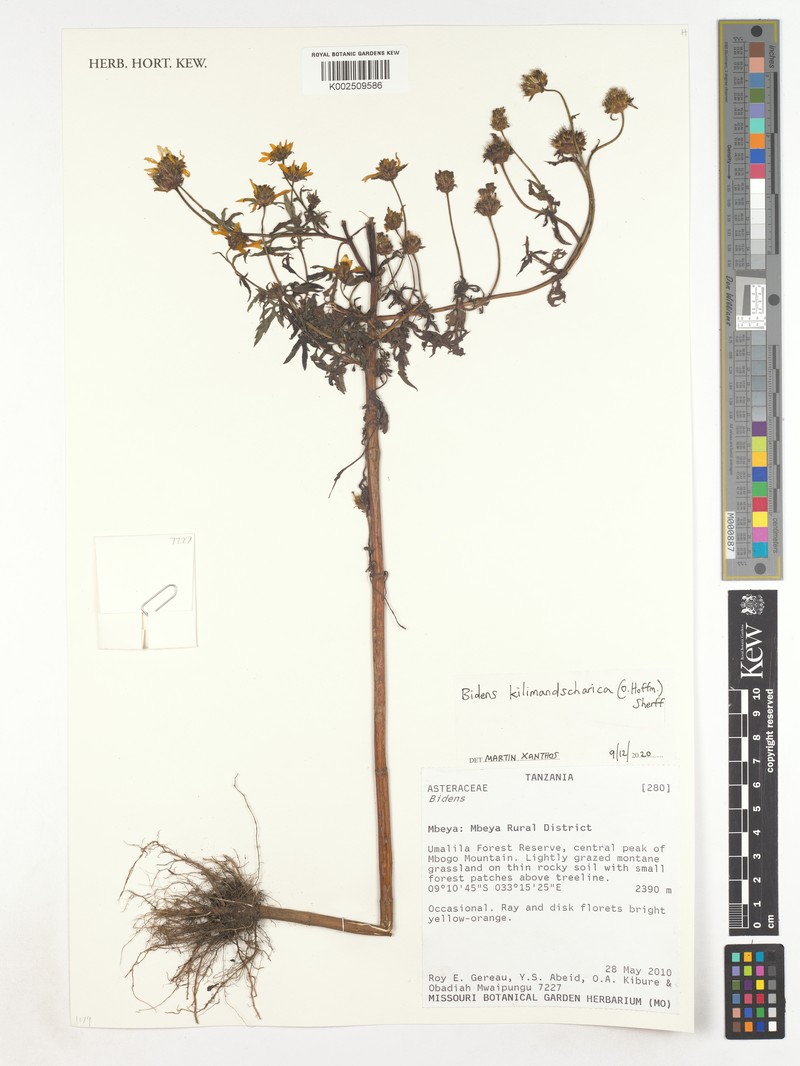 Bidens kilimandscharica photo 6