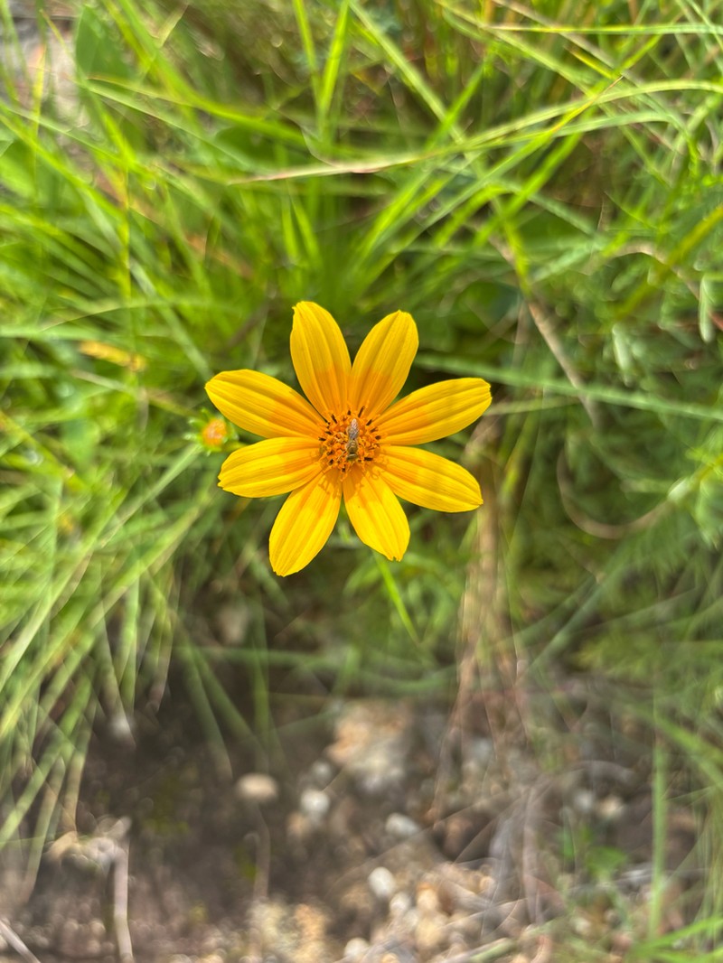 Bidens kirkii