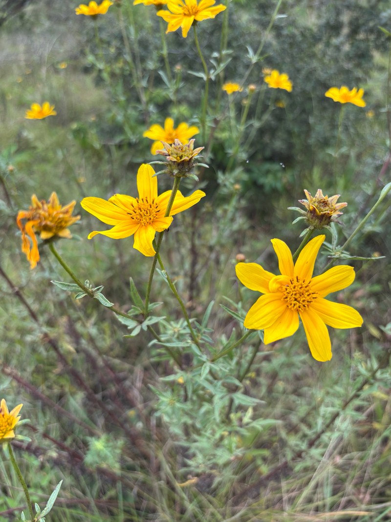 Bidens kirkii photo 2