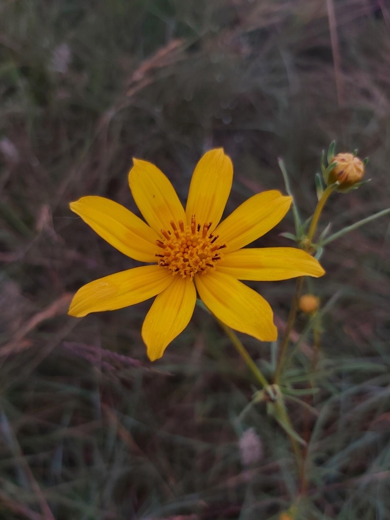 Bidens kirkii photo 3