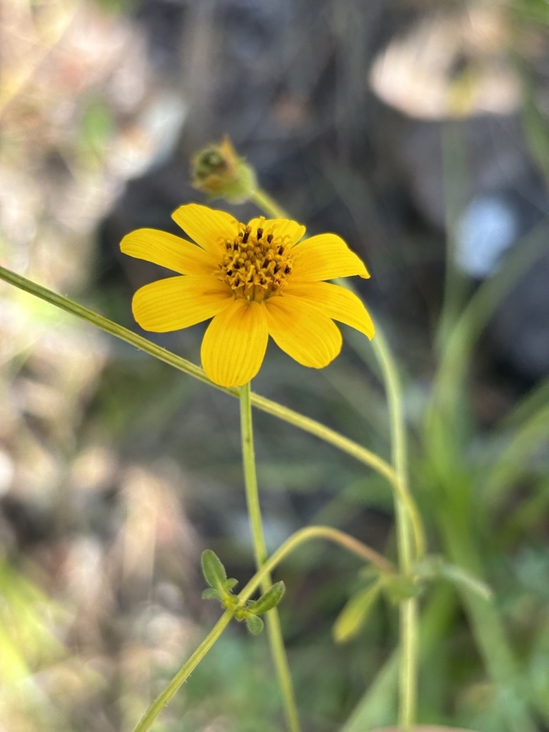Bidens kirkii photo 4