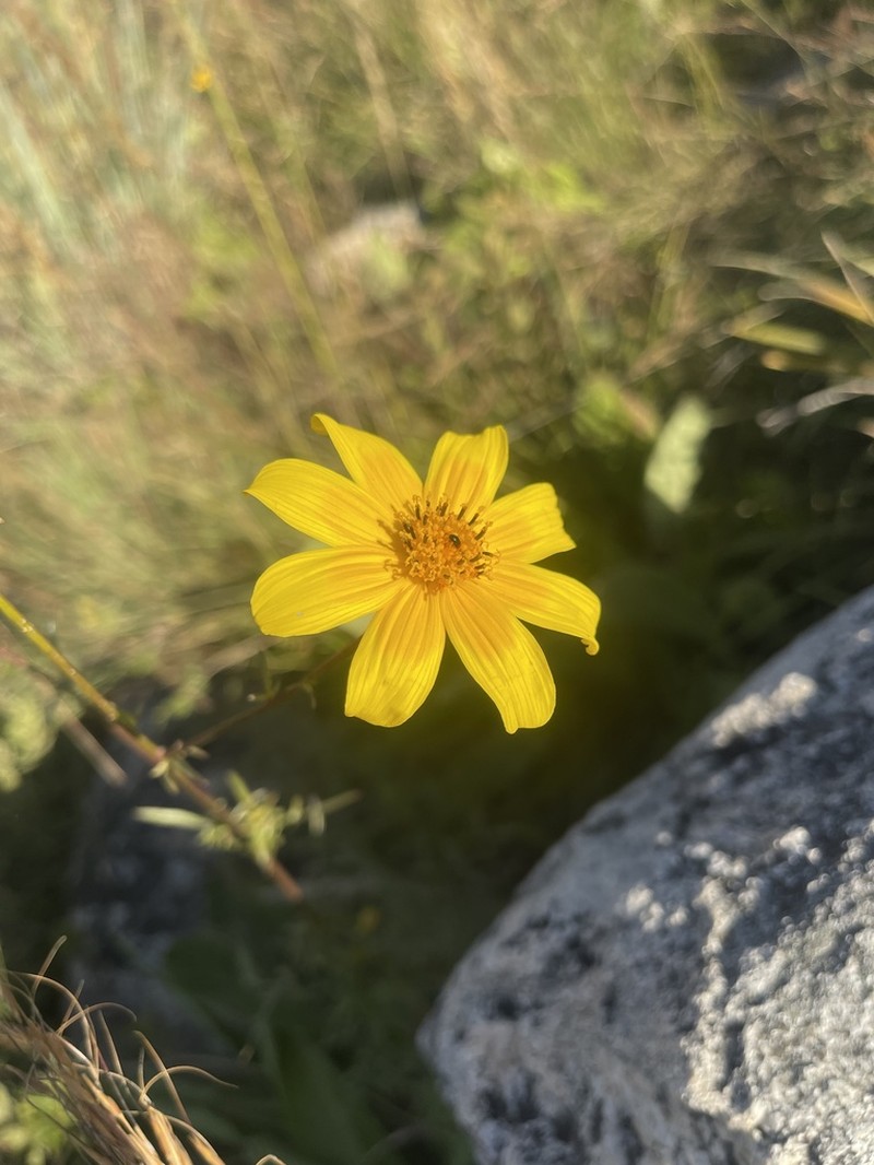 Bidens kirkii photo 5