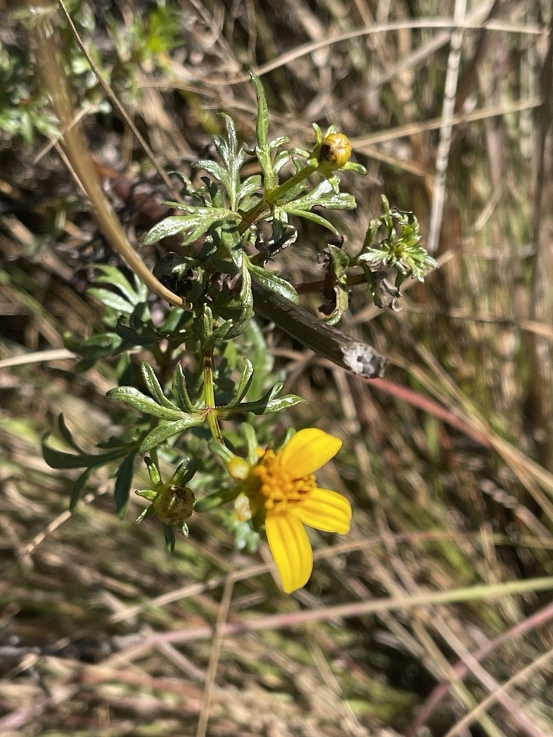 Bidens kirkii photo 6