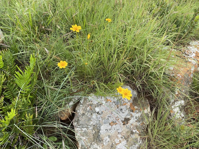 Bidens kirkii photo 7