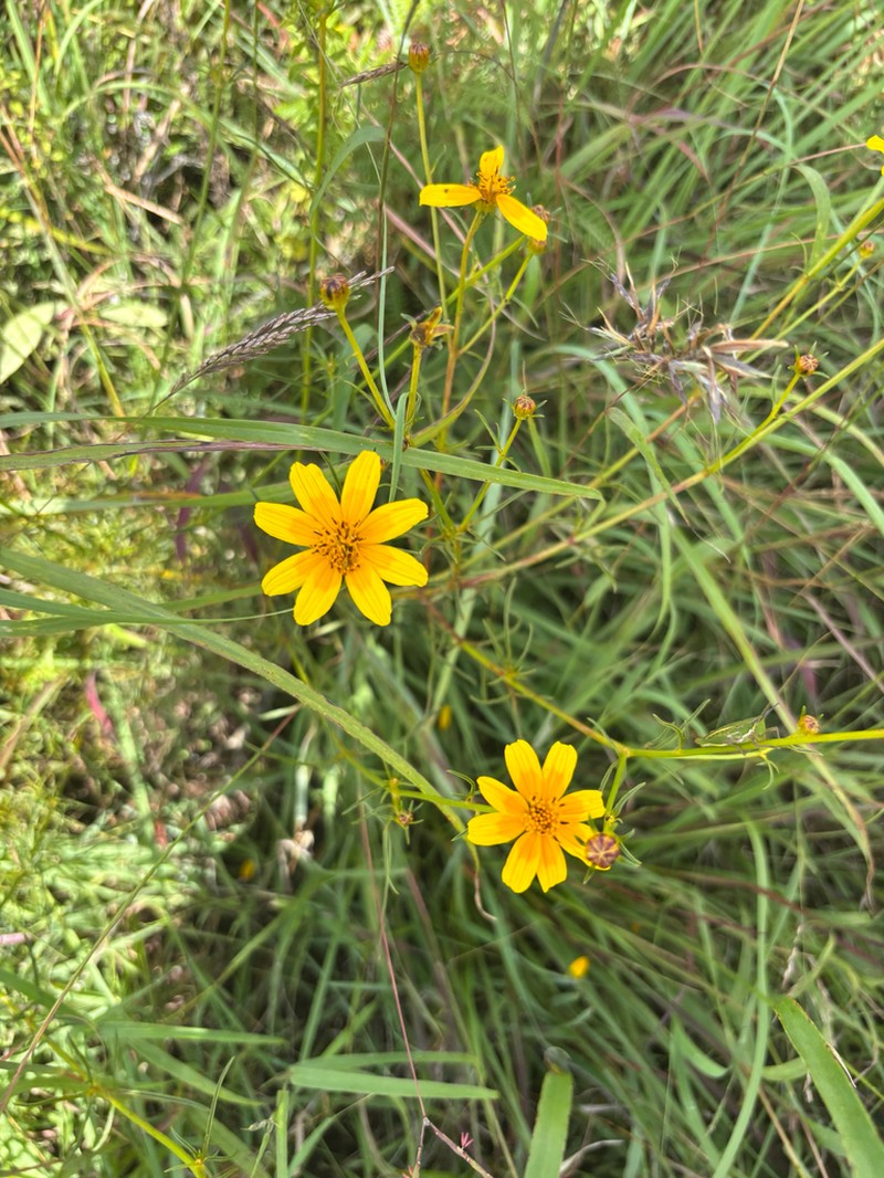 Bidens kirkii photo 8