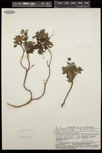 Bidens lantanoides