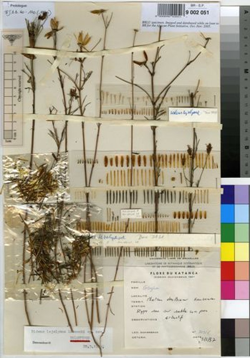 Bidens lejolyana