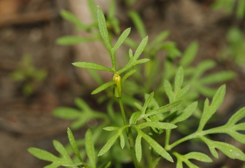Lemmon's Beggarticks photo 2