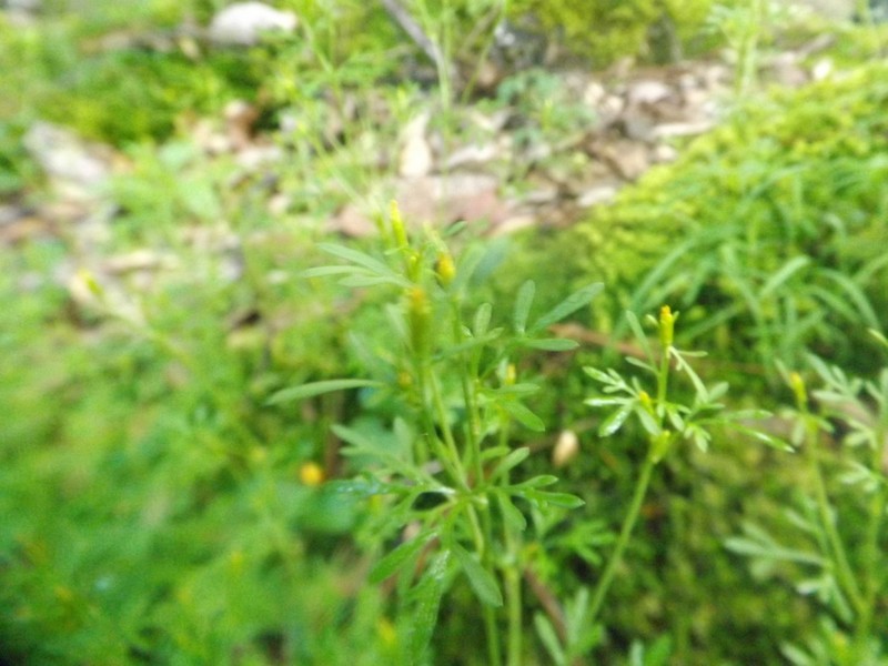 Lemmon's Beggarticks photo 5