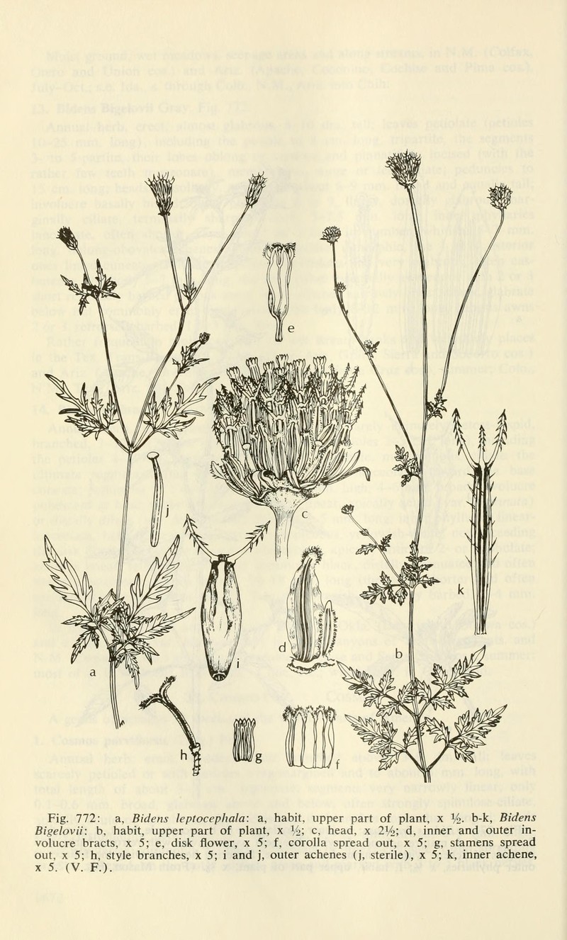 Fewflower Beggarticks