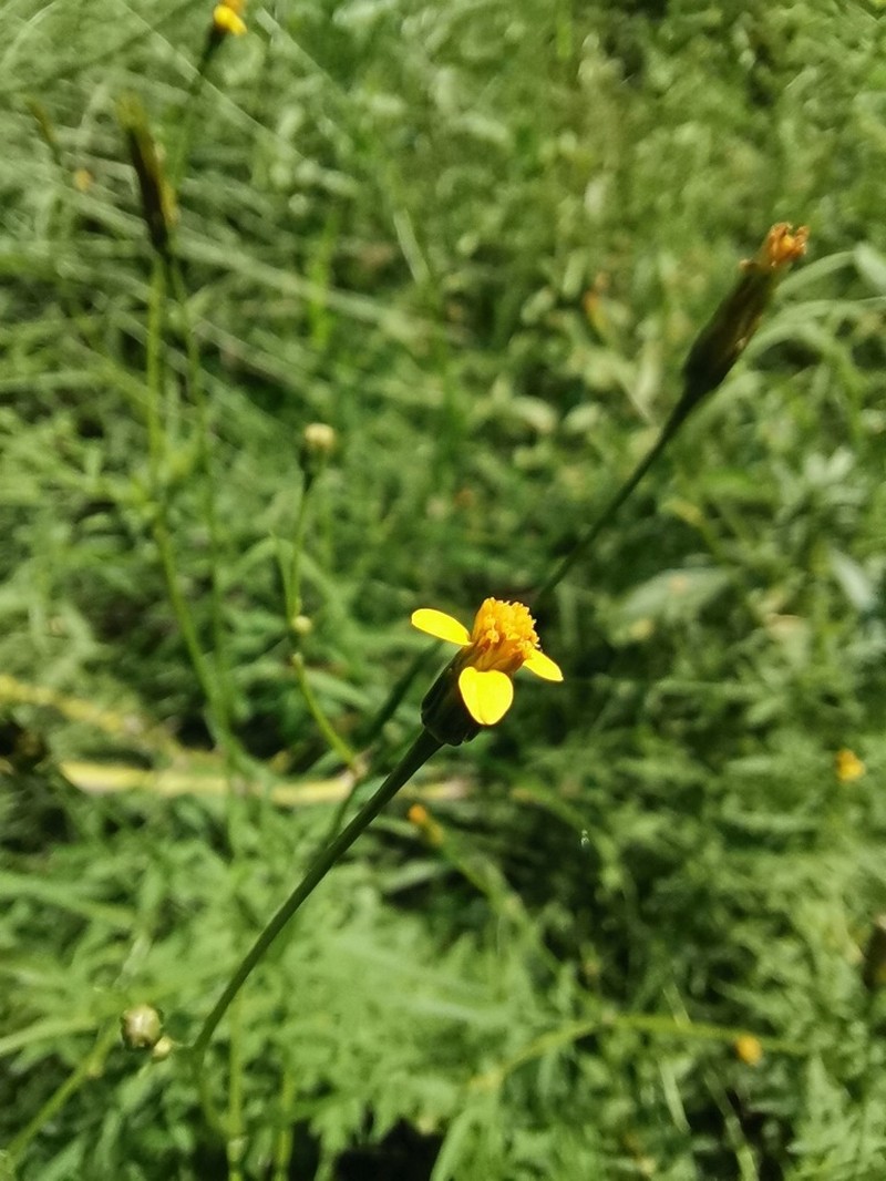 Fewflower Beggarticks