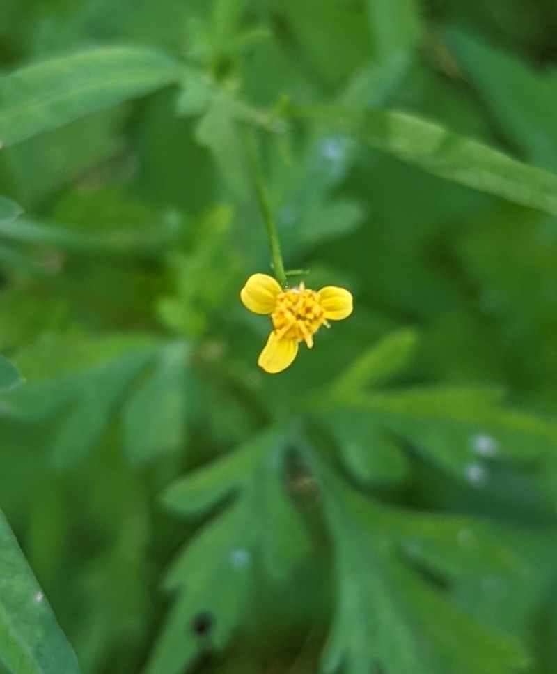 Fewflower Beggarticks photo 3