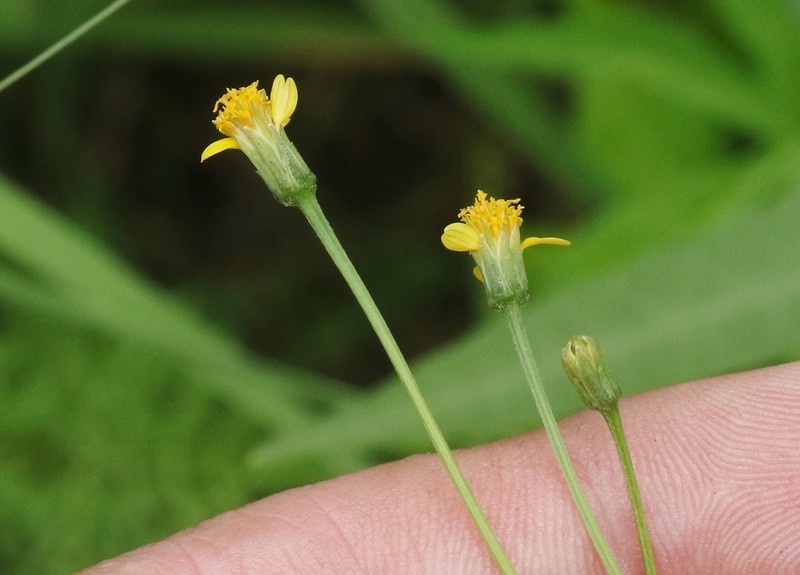 Fewflower Beggarticks photo 4