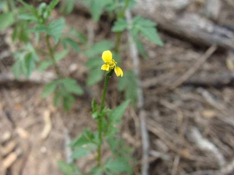 Fewflower Beggarticks photo 8
