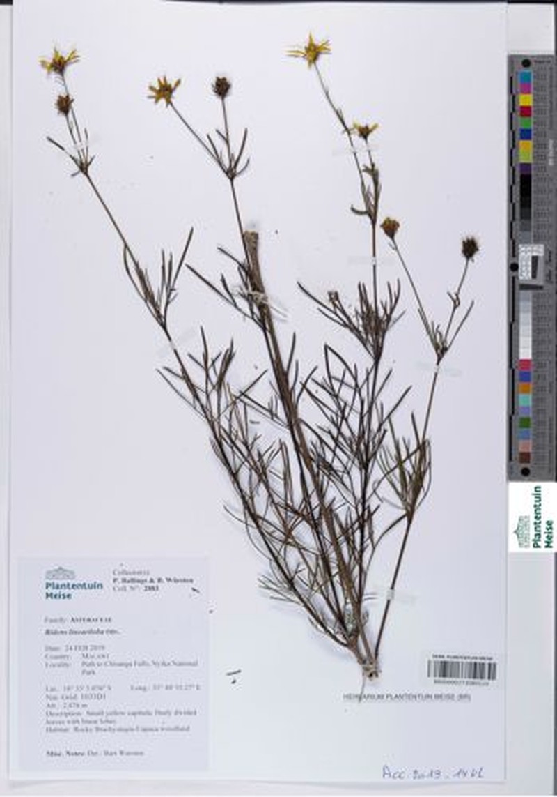 Bidens lineariloba photo 2