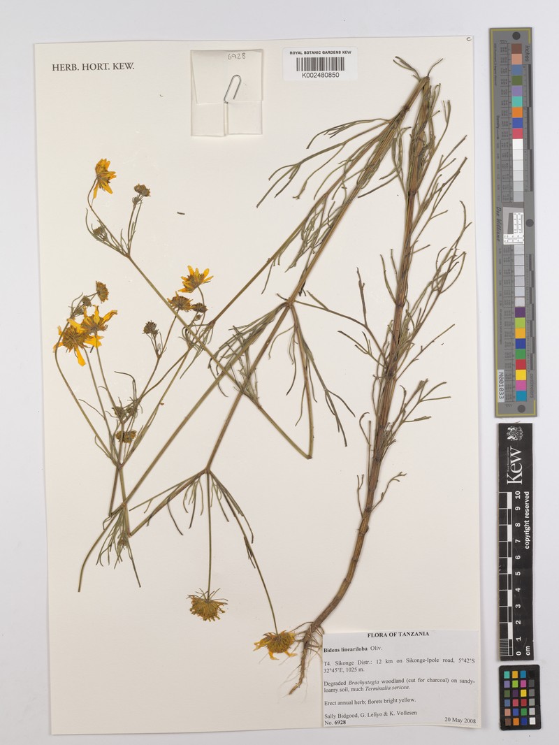 Bidens lineariloba photo 3