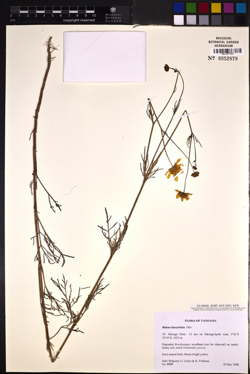 Bidens lineariloba photo 4