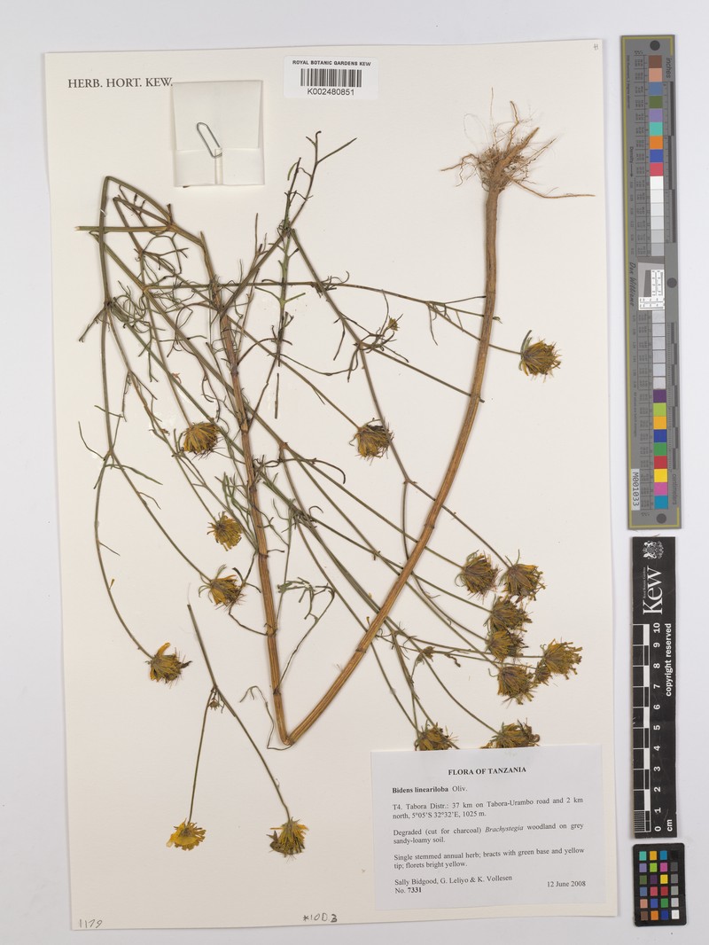 Bidens lineariloba photo 5