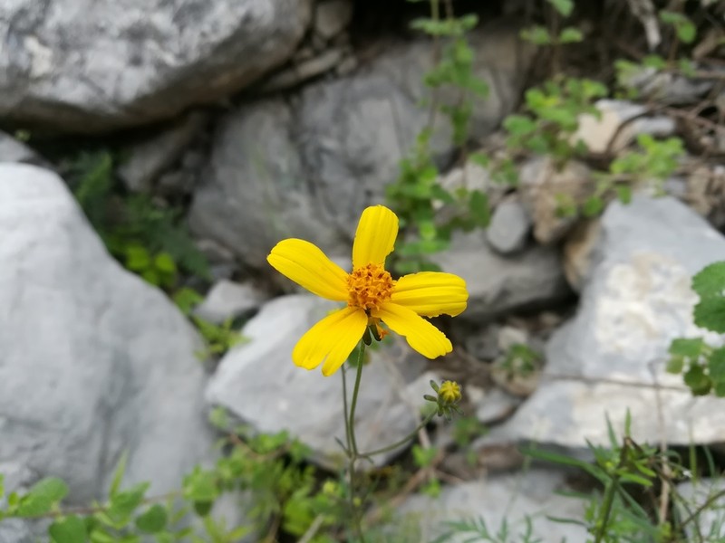 Bidens longistyla