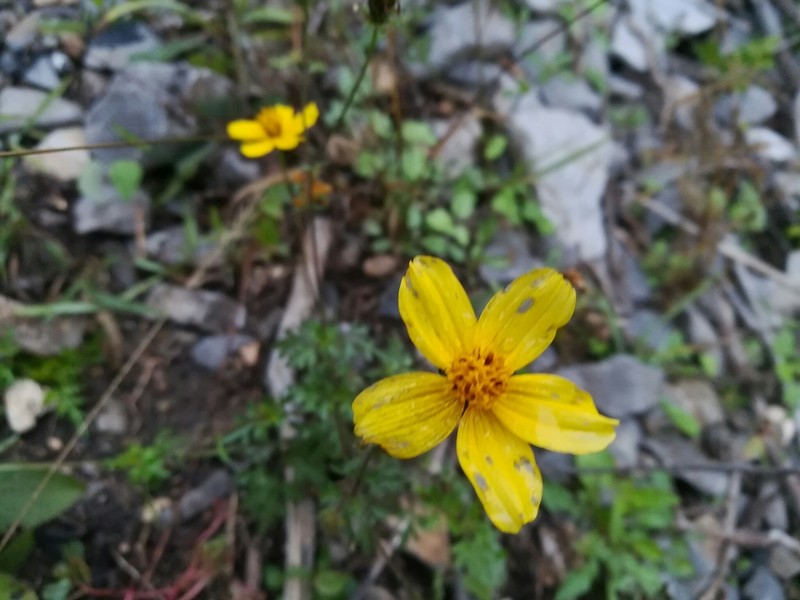 Bidens longistyla photo 2