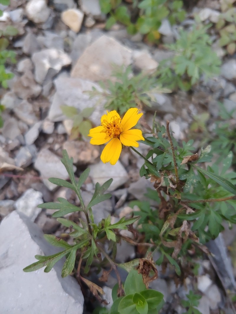 Bidens longistyla photo 3