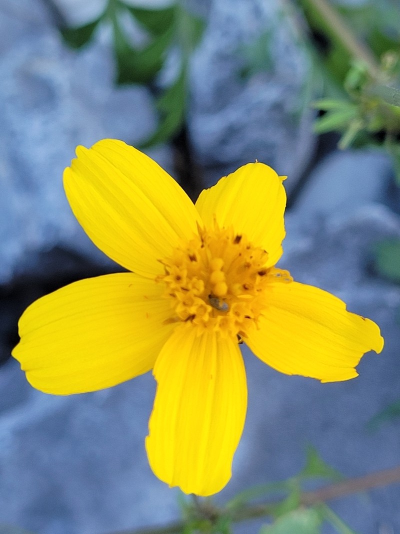 Bidens longistyla photo 4