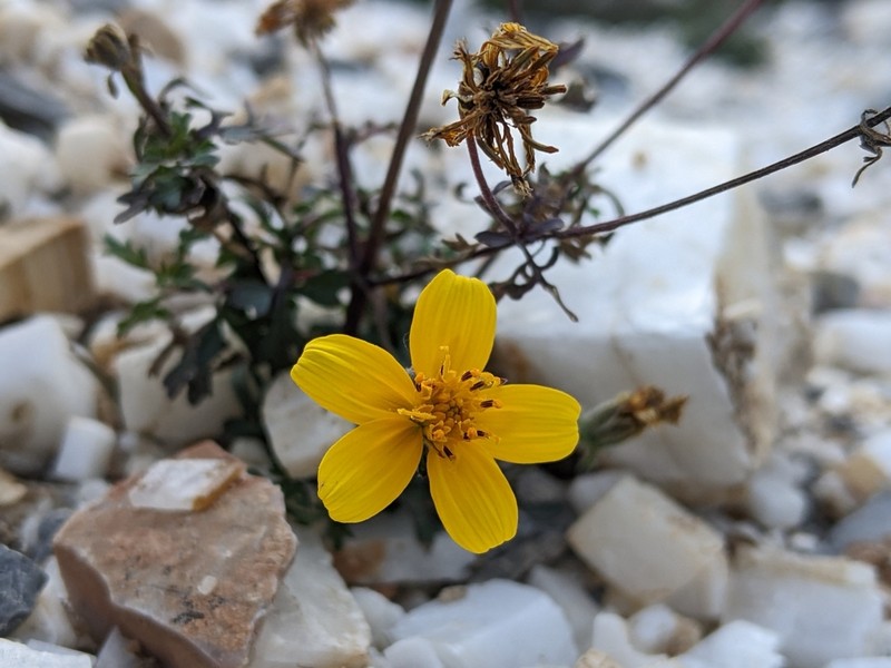 Bidens longistyla photo 5