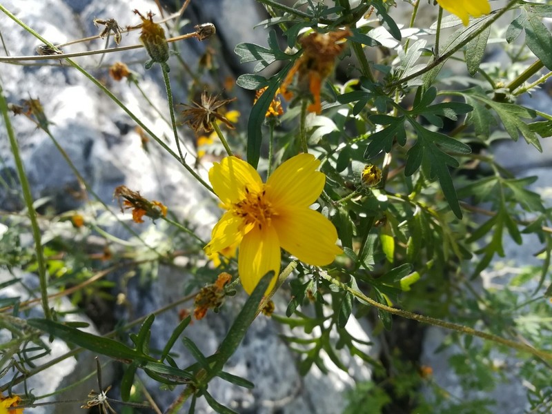 Bidens longistyla photo 6