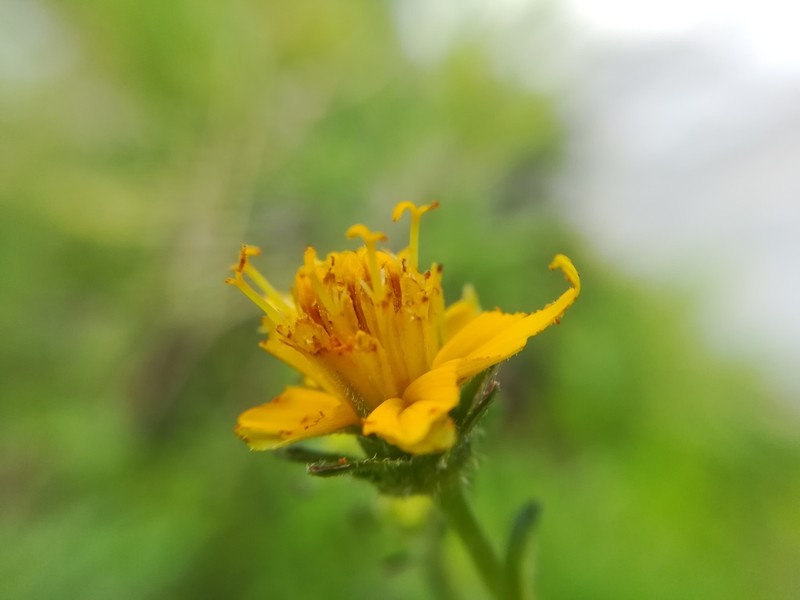 Bidens longistyla photo 7