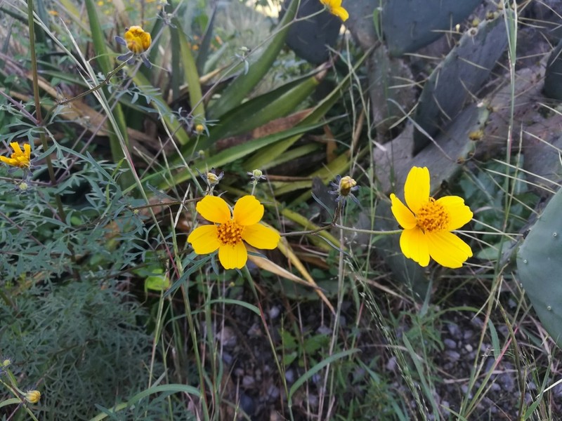 Bidens longistyla photo 8