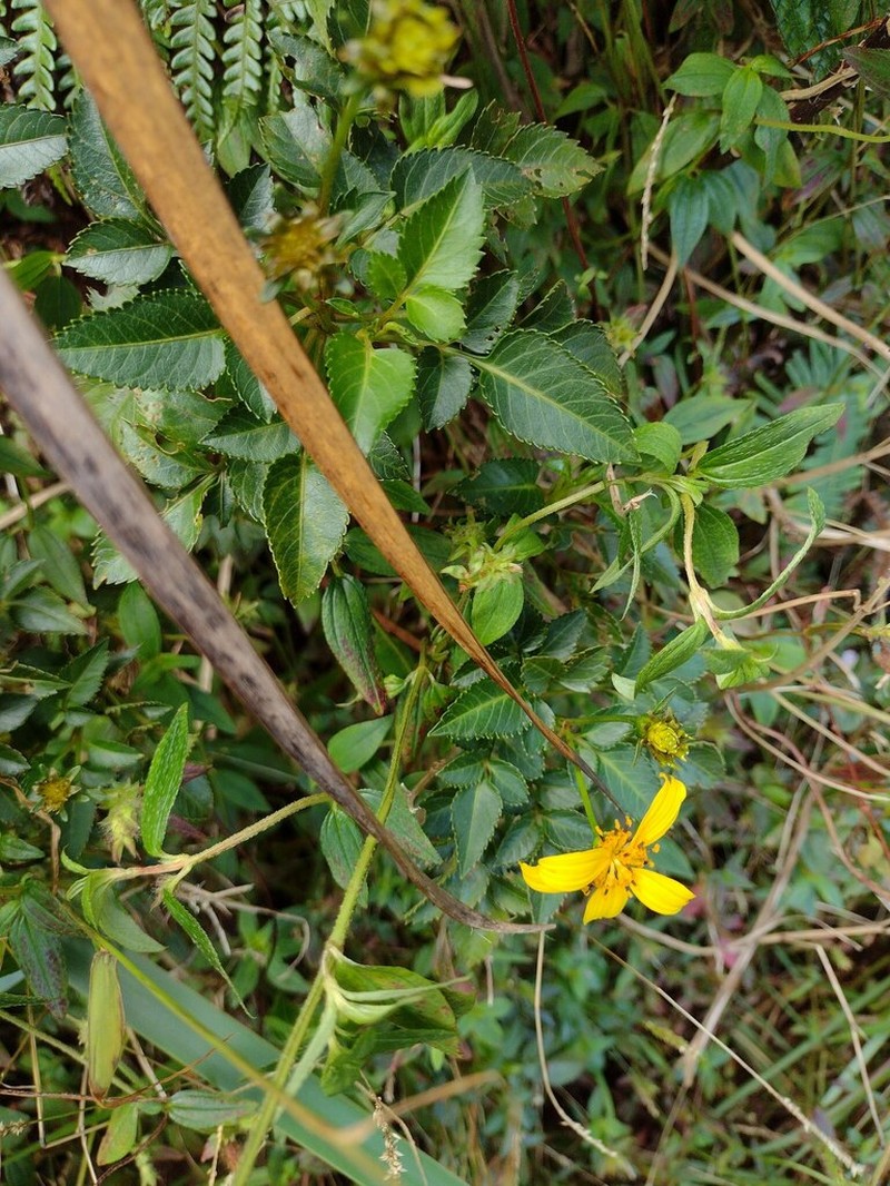 Largefruit Beggarticks photo 8