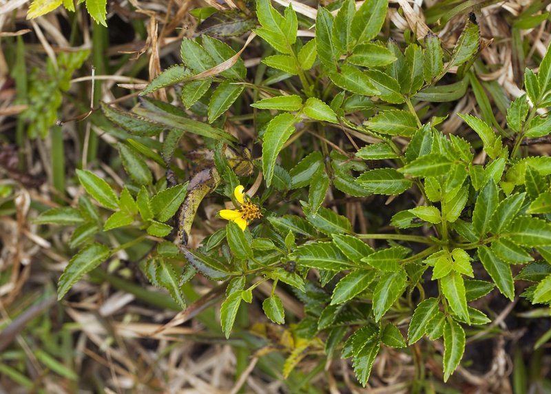 Largefruit Beggarticks