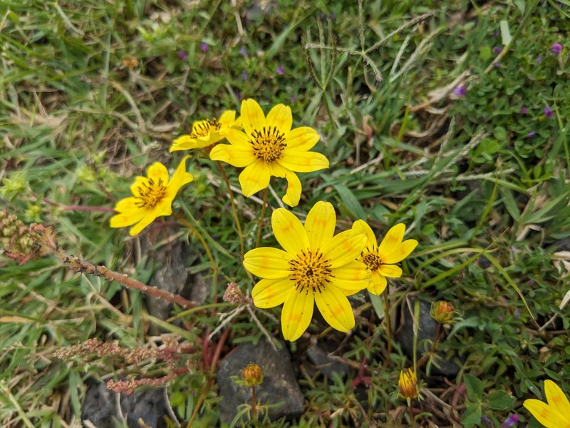 Bidens macroptera