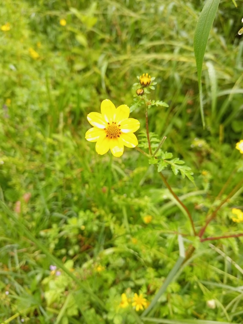 Bidens macroptera photo 2