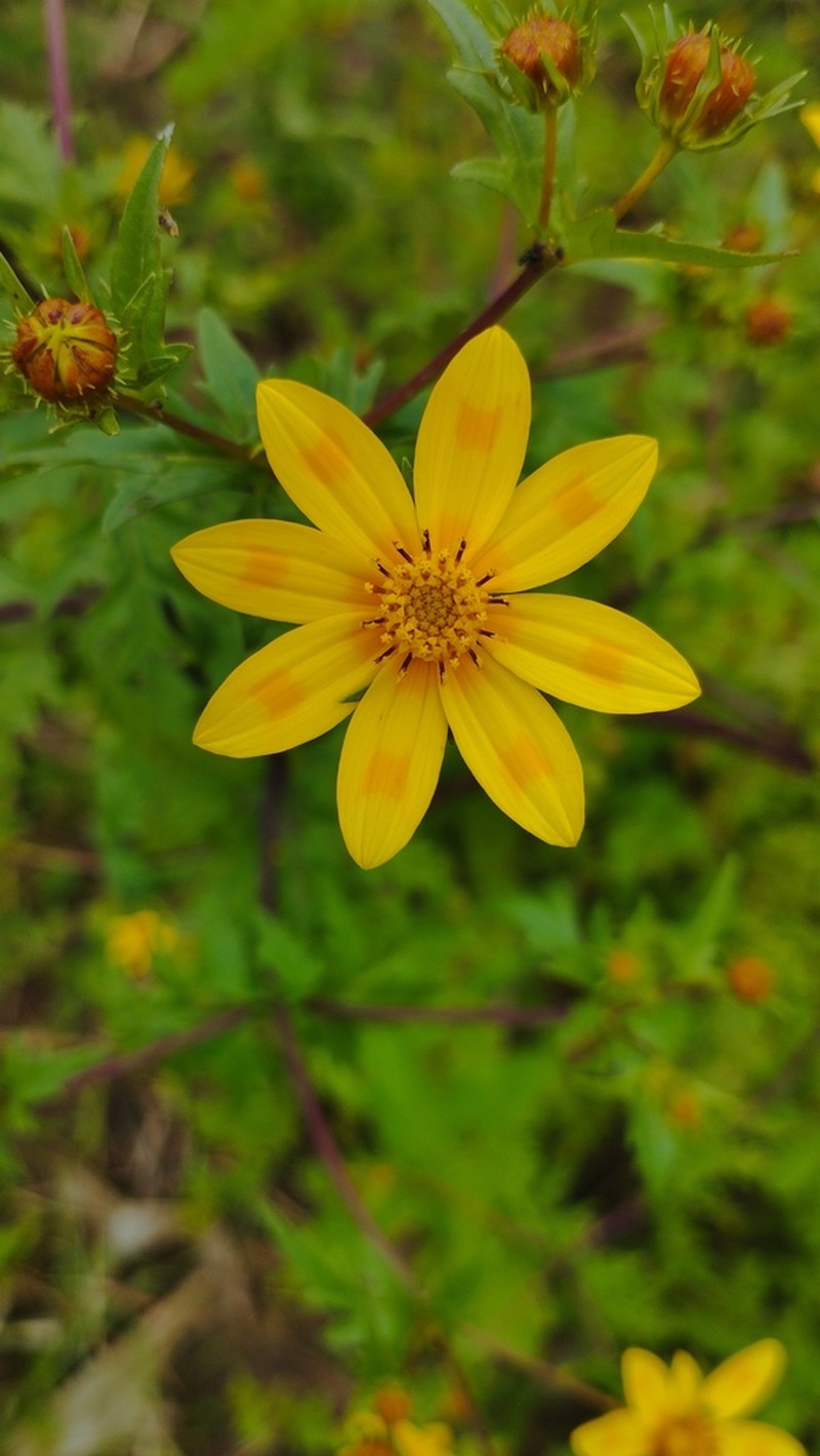Bidens macroptera photo 3