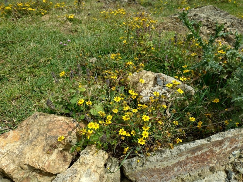 Bidens macroptera photo 4