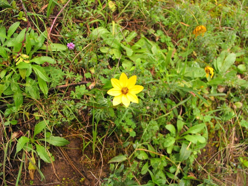 Bidens macroptera photo 5
