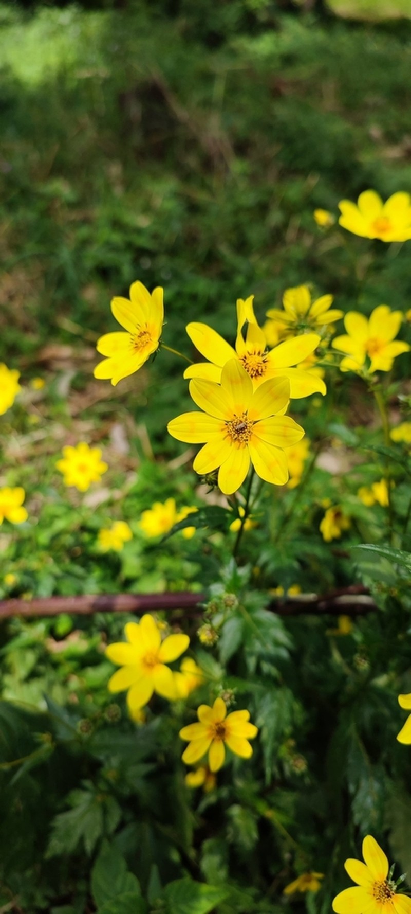 Bidens macroptera photo 6