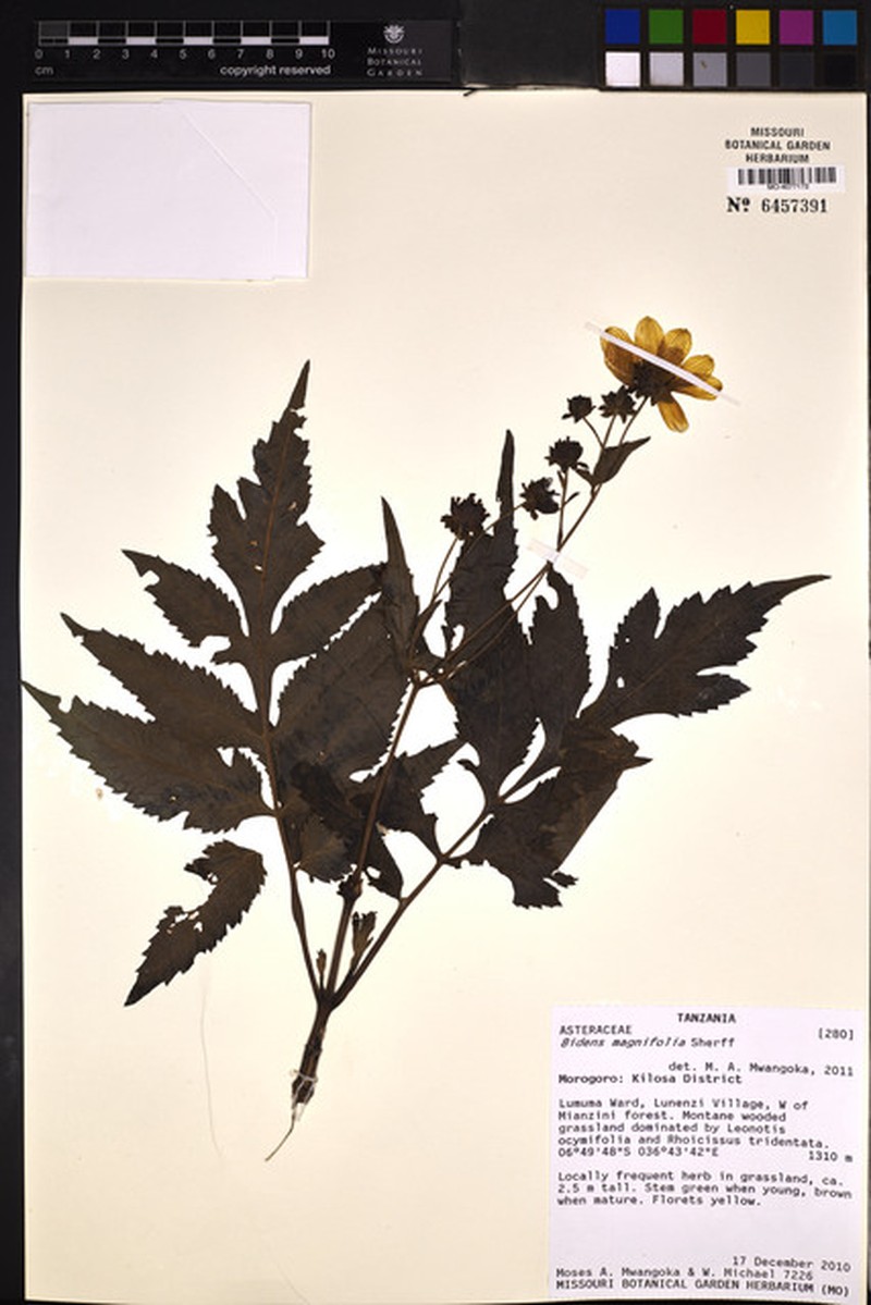 Bidens magnifolia