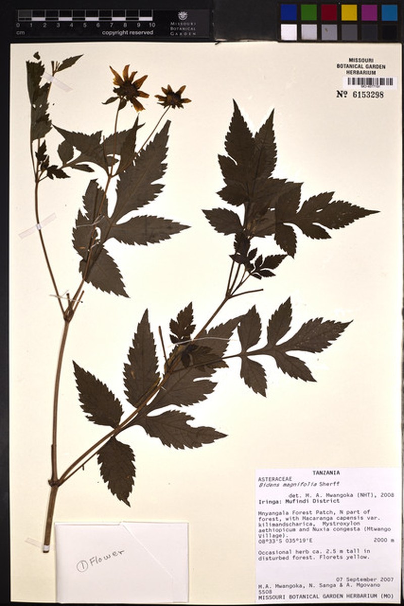 Bidens magnifolia photo 2