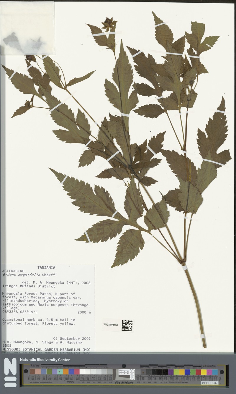 Bidens magnifolia photo 3