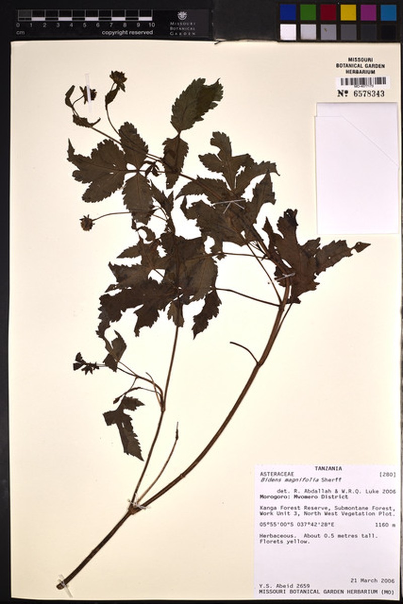 Bidens magnifolia photo 4