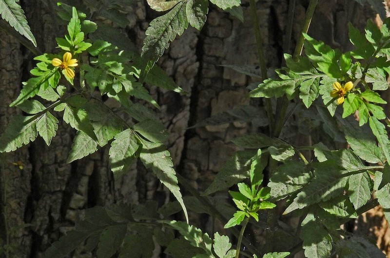 Bidens mandonii