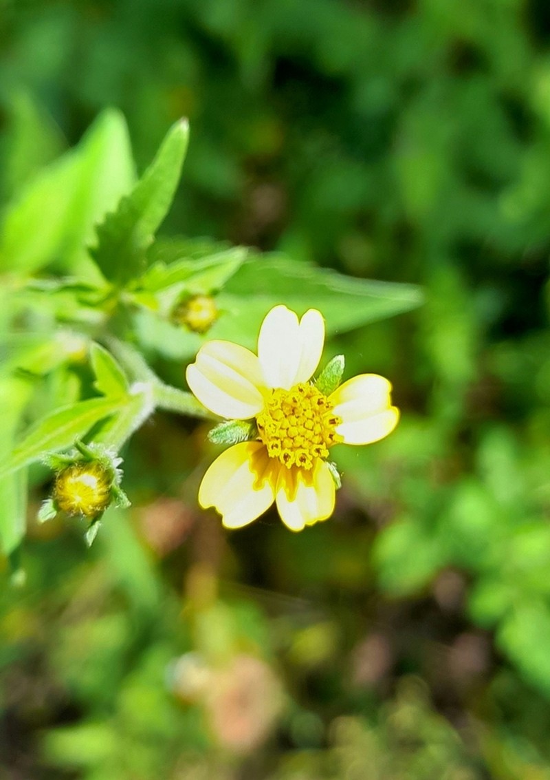 Bidens mandonii photo 2