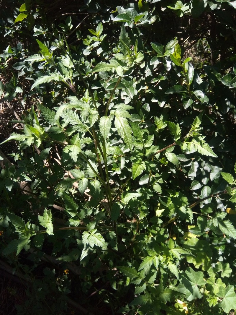 Bidens mandonii photo 4