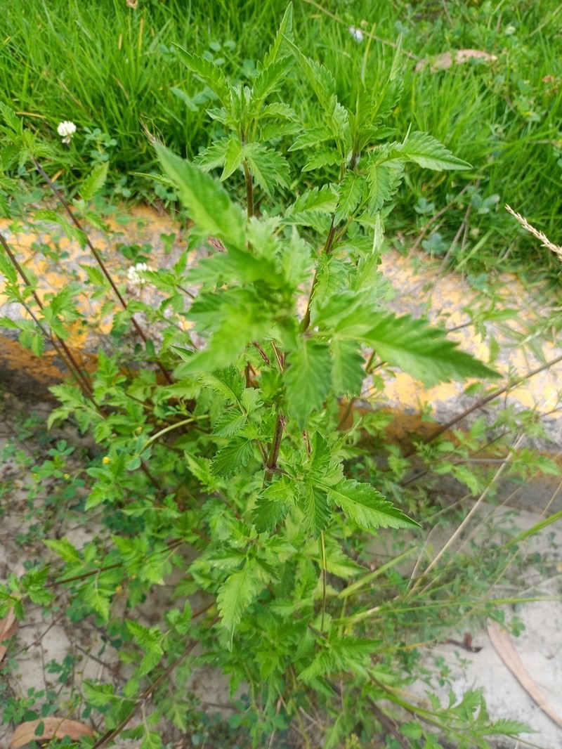 Bidens mandonii photo 5